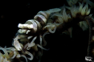 Whiplashcoral shrimp :-D by Daniel Strub 